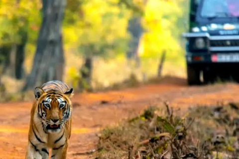 From New Delhi: Golden Triangle Tour with Ranthambore SafariFrom Delhi: Golden Triangle Private Tour with Taj Mahal