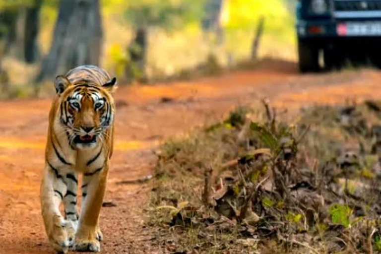 From New Delhi: Golden Triangle Tour with Ranthambore SafariFrom Delhi: Golden Triangle Private Tour with Taj Mahal