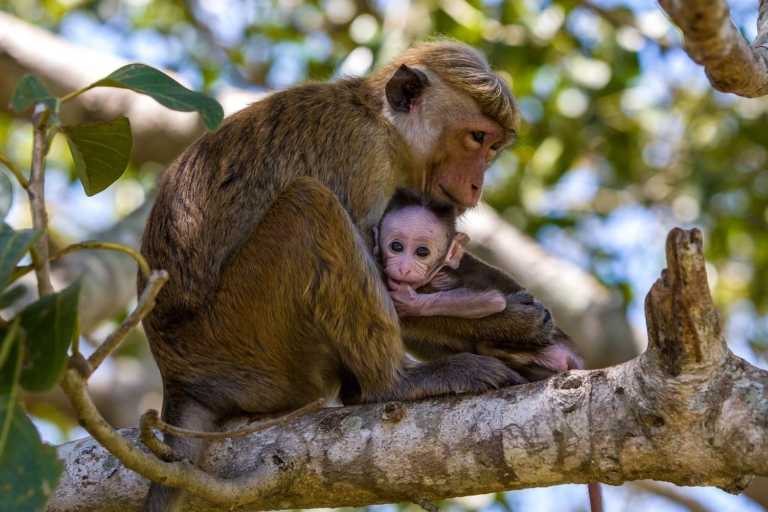 Von Negombo aus: Wilpattu National Park Safari Tour