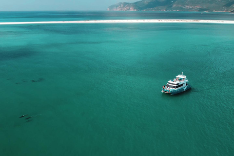 Setúbal: Dolphin Watching Tour