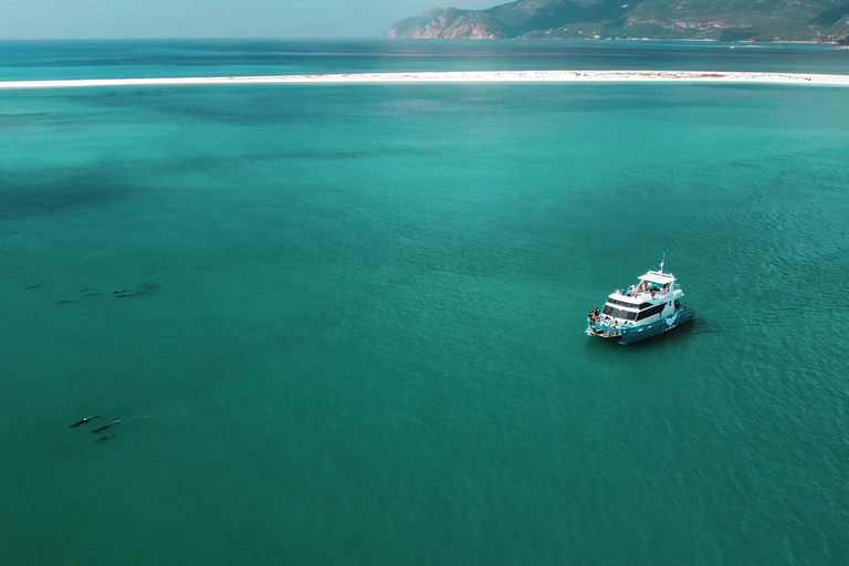 Setúbal: Dolphin Watching Tour