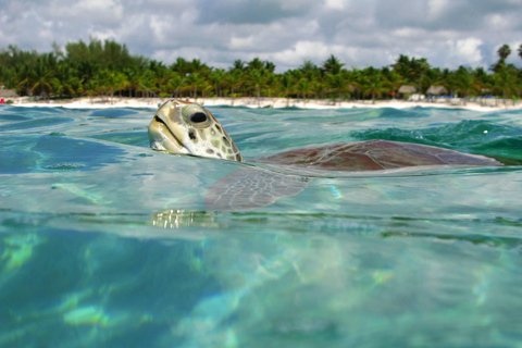 Akumal: Sea Turtles Snorkeling Tour with Park Entry Fee