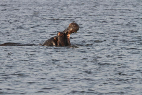 Victoria Falls: Zambezi River Sunset Cruise with Drinks