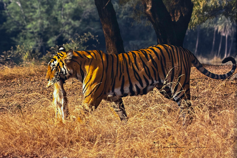 Visite nocturne du Triangle d'Or avec Ranthambore en voiture 6 Nuits 7 JoursVoiture AC + visite guidée uniquement