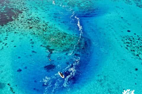 Lagon de Tahiti : Snorkeling 4h à la découverte des secrets du lagon
