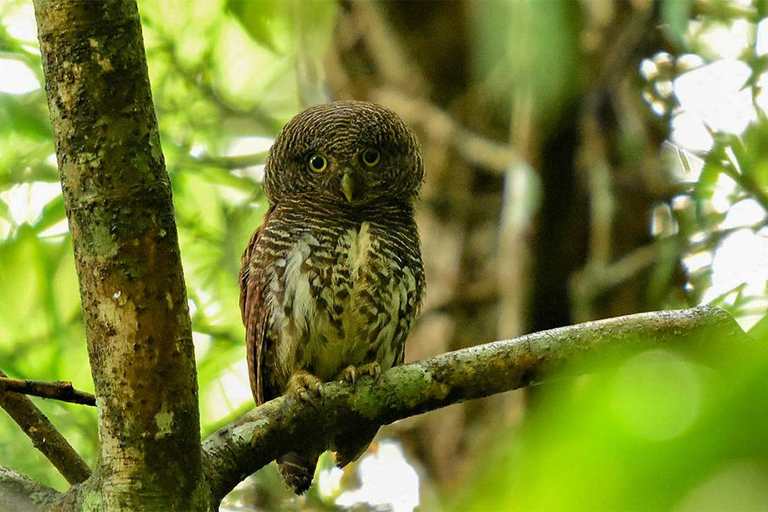 Birdwatching Walk in Thalangama Wetland from Colombo