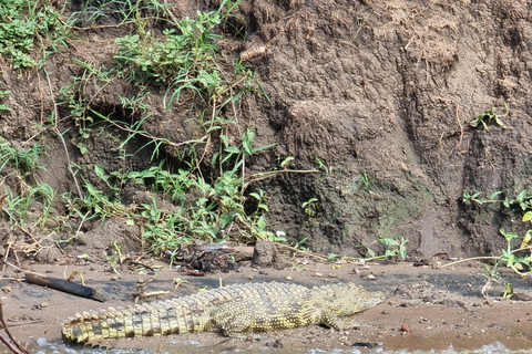 Uganda i Rwanda: 8-dniowe safari z gorylami i dziką przyrodą