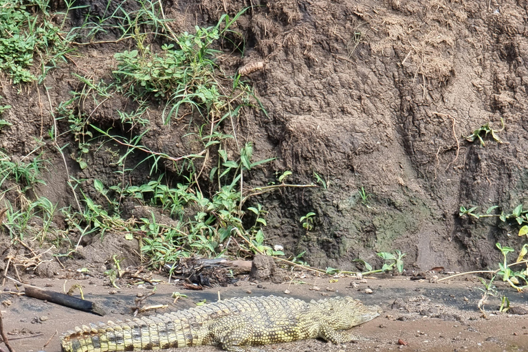 Uganda i Rwanda: 8-dniowe safari z gorylami i dziką przyrodą