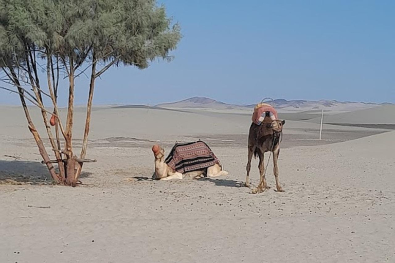 Lima: Ica Camel ride + Huacachina + "Adventure in the Desert" pool Lima: Ica Camel Ride + Huacachina + Swimming Pool "Adventure in the Desert"