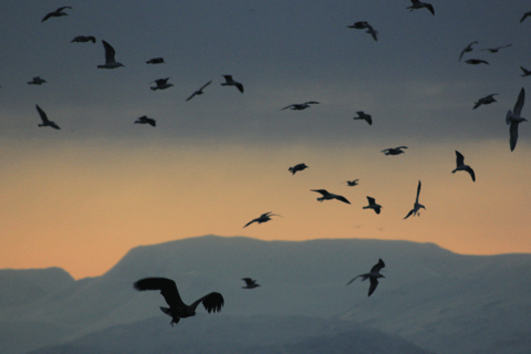 Tromsø: Summer Evening Cruise with Activities