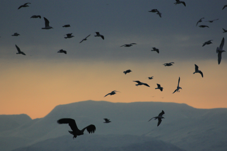 Tromsø: Summer Evening Cruise with Activities