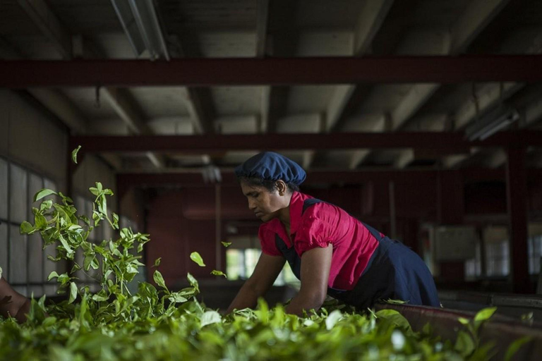 Tea Factory Tour with Tea Tasting , Pickup and Drop off
