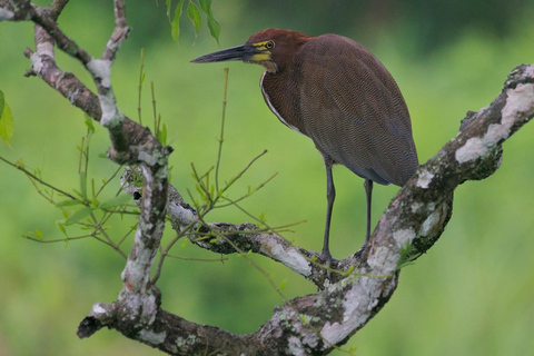 Birdwatching Pipeline Road Gamboa Town and Discovery Center