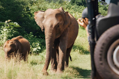 From Trincomalee: Sigiriya Rock Fortress & Safari Day Trip