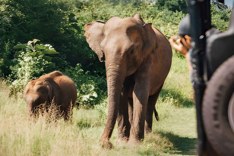 From Trincomalee: Sigiriya Rock Fortress & Safari Day Trip