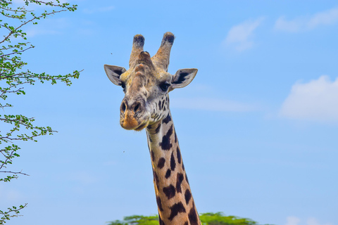 Vanuit Nairobi: 3 dagen, 2 nachten Maasai Mara-groepssafari met terreinwagen