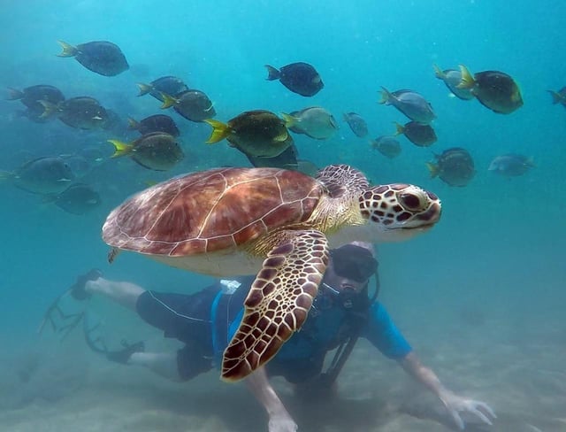 West Palm Beach: Buceo para principiantes con vídeos