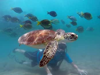 West Palm Beach: Aventura de buceo para principiantes con vídeos