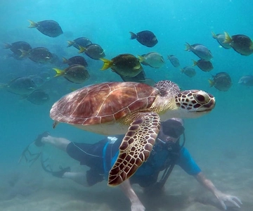 West Palm Beach: Beginner Scuba Diving Adventure with Videos