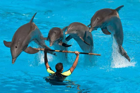 Alanya Dolphin Show The Ultimate Experience