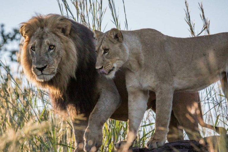 Victoria Falls: Chobe National Park Safari & River Cruise