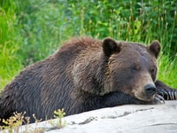 Girdwood, Bears, Treinen en Icebergs Tour - Housity