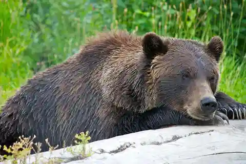 Girdwood: Bears, Trains, & Icebergs Tour