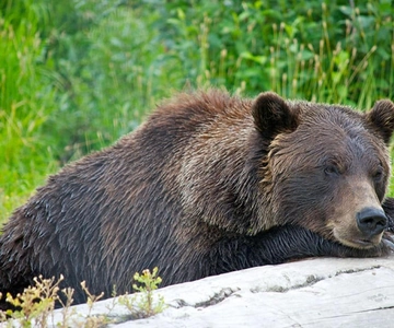 Girdwood: Bears, Trains, & Icebergs Tour