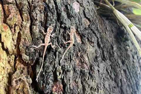 Chiang Rai: The Adventure of Trekking & Bamboo Cooking