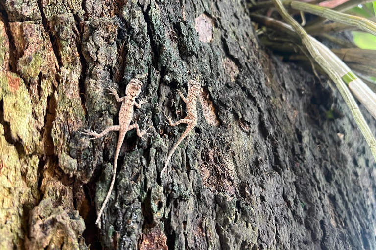 Chiang Rai: The Adventure of Trekking & Bamboo Cooking