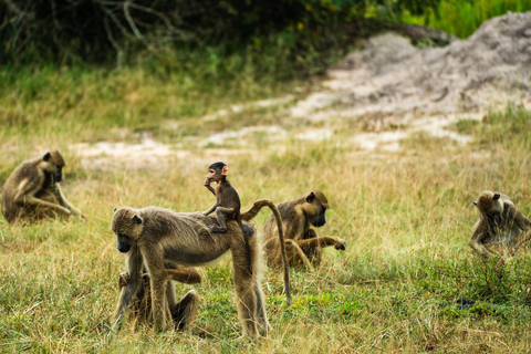 Depuis Zanzibar : Safari de nuit dans le Selous G.R. avec volssafari partagé