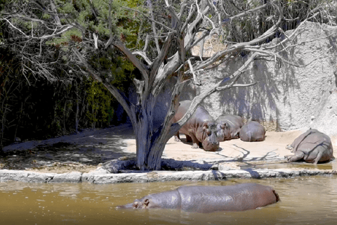 Africam Safari Conservation Park