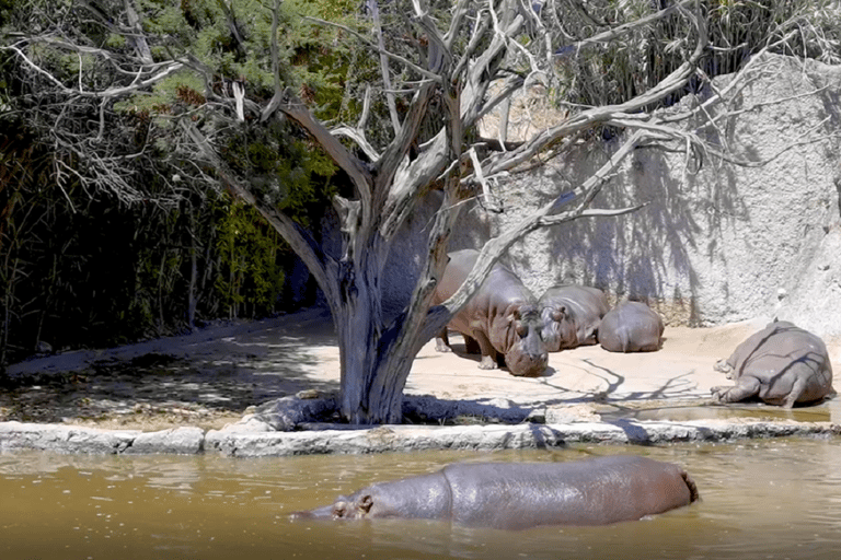 Africam Safari Conservation Park