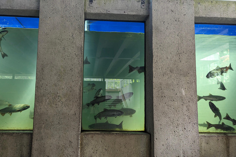 Grouse Mnt+StanleyPark+Hatchery+Cleveland Dam+LynnCanyonTOUR Shared Tour