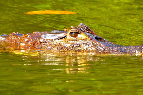 Tortuguero: Kanottur och upptäckt av vilda djur