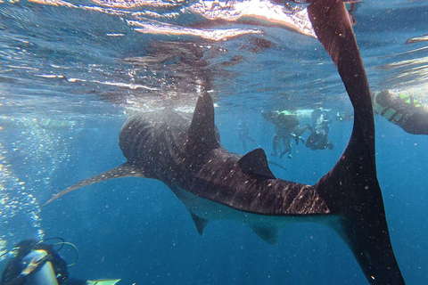 Cebu: Oslob Whaleshark Watching Canyoneering privé ophalen