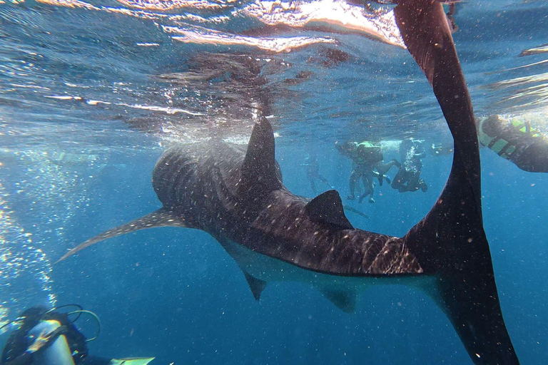 Cebu: Oslob Whaleshark Watching Canyoneering ritiro privato