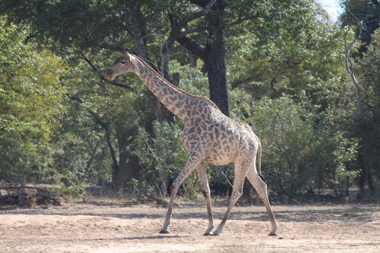 Chobe Morning Game Drive Safari from Livingstone & Vic Falls