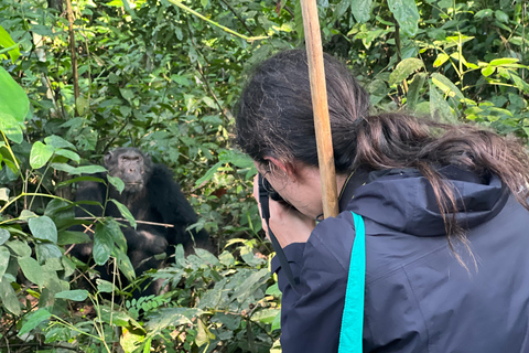 Excursion d&#039;une journée au lac Bunyonyi et dans la forêt de Kalinzu pour un trekking avec les chimpanzés