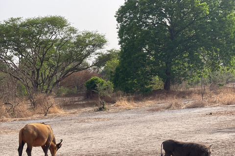 Fathala Wildlife Reserve Safari Tour