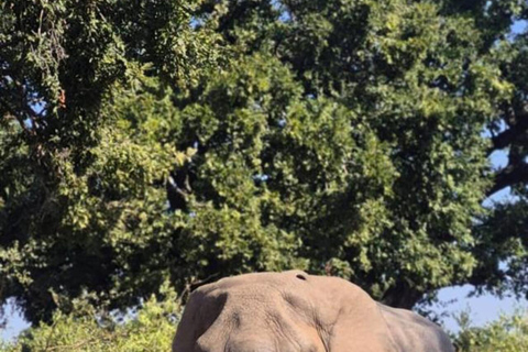 From Maputo: 2-Day Kruger National Park Safari