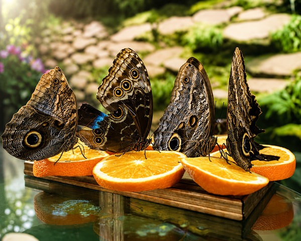 Gdansk: Living Butterfly Museum - Entry Ticket