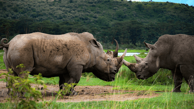 Nairobi National Park, Sheldricks & Giraffe Center + Pick Up
