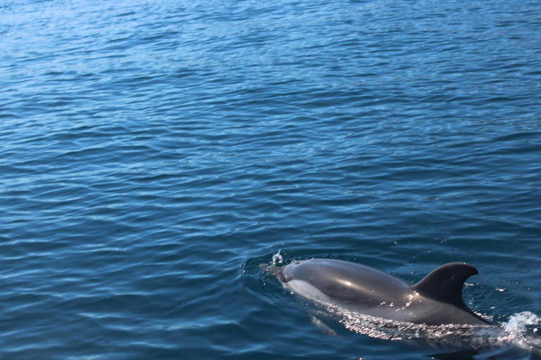 Taormina: Sunset Dolphin Tour by Catamaran with Aperitif