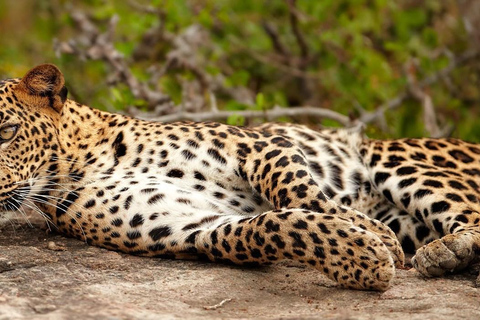 Fauna salvaje de Sri Lanka: tour de lujo de 10 días con todo incluido