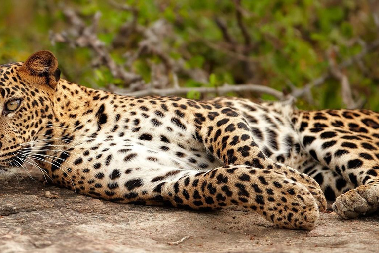 Fauna salvaje de Sri Lanka: tour de lujo de 10 días con todo incluido