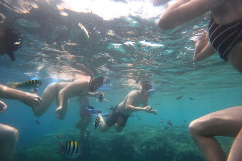 Banyuwangi: 1 Day Tour Snorkeling & Explore Menjangan Island From Banyuwangi : Snorkeling Menjangan Island drop off Bali