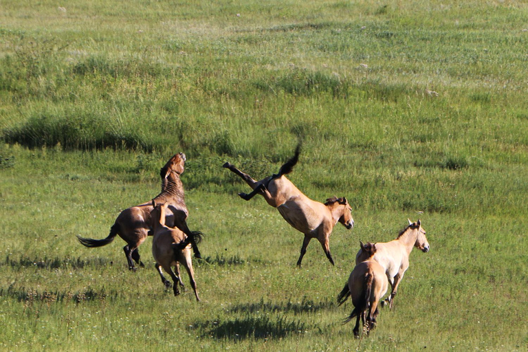 Ulaanbaatar: Nomadic Culture Show & Wild Horse Park Day Tour