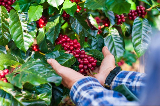 Visit Most complete COFFEE TOUR at local family farm in Guatapé, Antioquia, Colombia