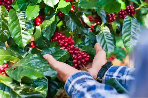 Most complete COFFEE TOUR at local family farm